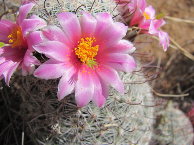 Monsoon rains beget desert's summer beauty